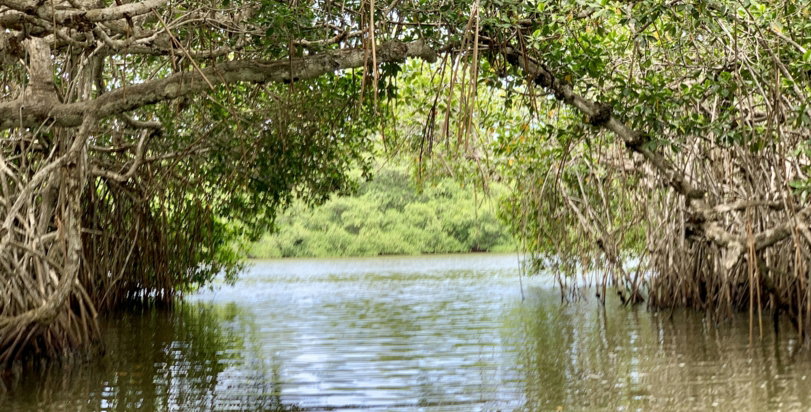 body of water between trees at daytime